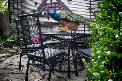 Stori Modern Memoir Dining Collection. Plus a Peacock.