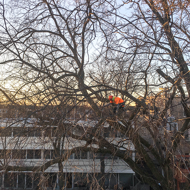 Hello, Tree Trimmer!