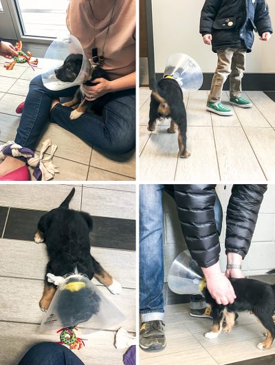 Adopting A Shelter Puppy Dog