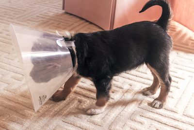 Oscar Danger Balch, Our New Puppy!