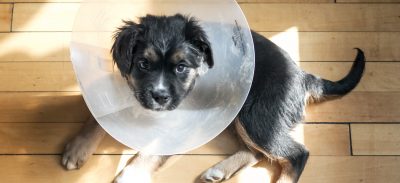 Oscar Danger Balch, Our New Puppy!