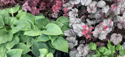 Hostas and Heuchera