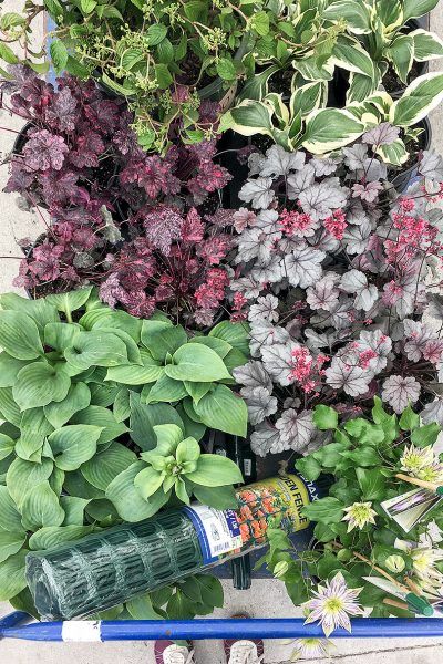 Hostas and Heuchera