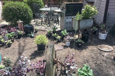 Setting plants out for the back yard garden