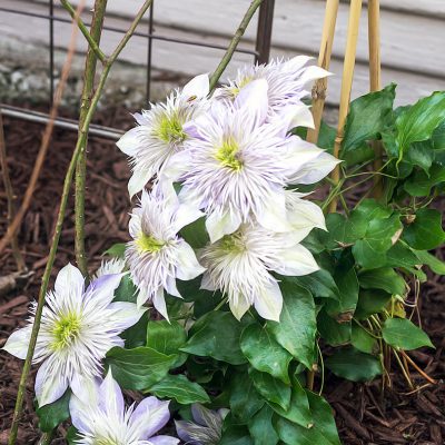 Clematis