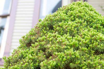 Dwarf Alberta Spruce