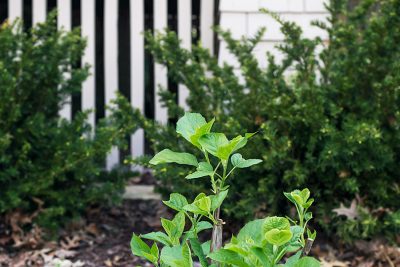 Annabelle Hydrangea Shoots