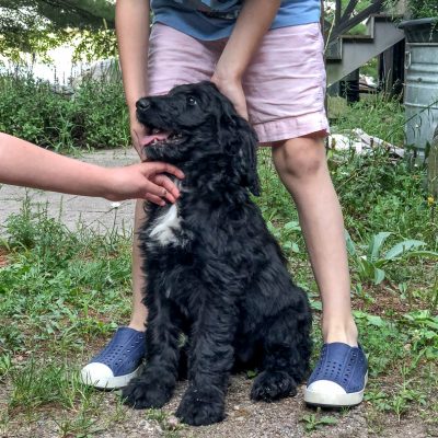 Lily, Black Labradoodle Puppy