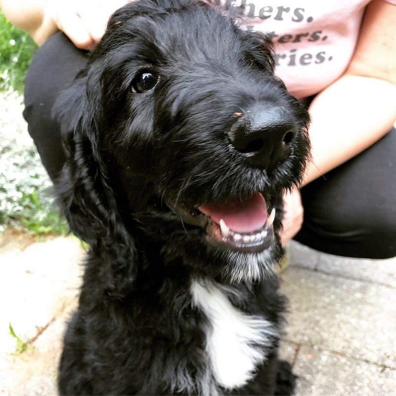 Lily, a Black and White Labradoodle Puppy