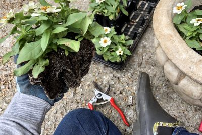 Planting Annual Flowers (Zinnias)