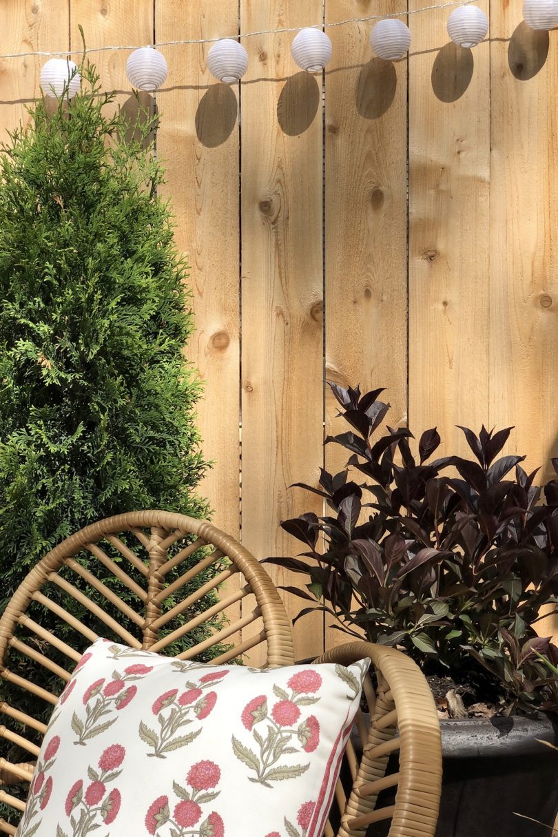 Arborvitae and Wine & Roses Weigela in Planters | Making it Lovely