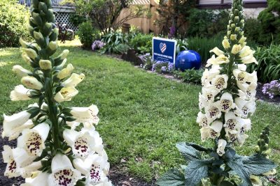 Foxglove and Perennial Flower Garden