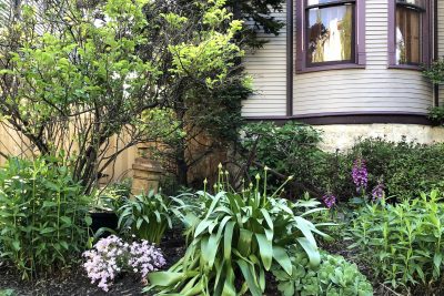 Perennials coming back after winter