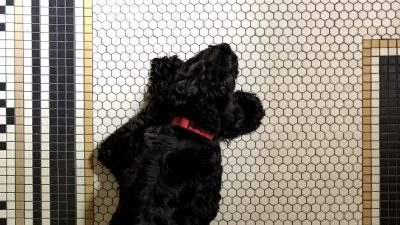 Lily Labradoodle on Mosaic Bathroom Floor Tile 2100
