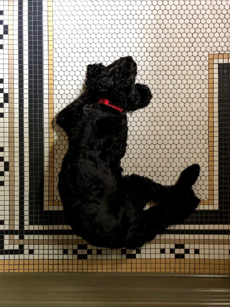 Lily Labradoodle on Mosaic Bathroom Floor Tile