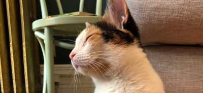 Jeannie, Our Foster Cat