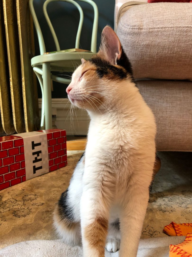 Jeannie, Our Foster Cat
