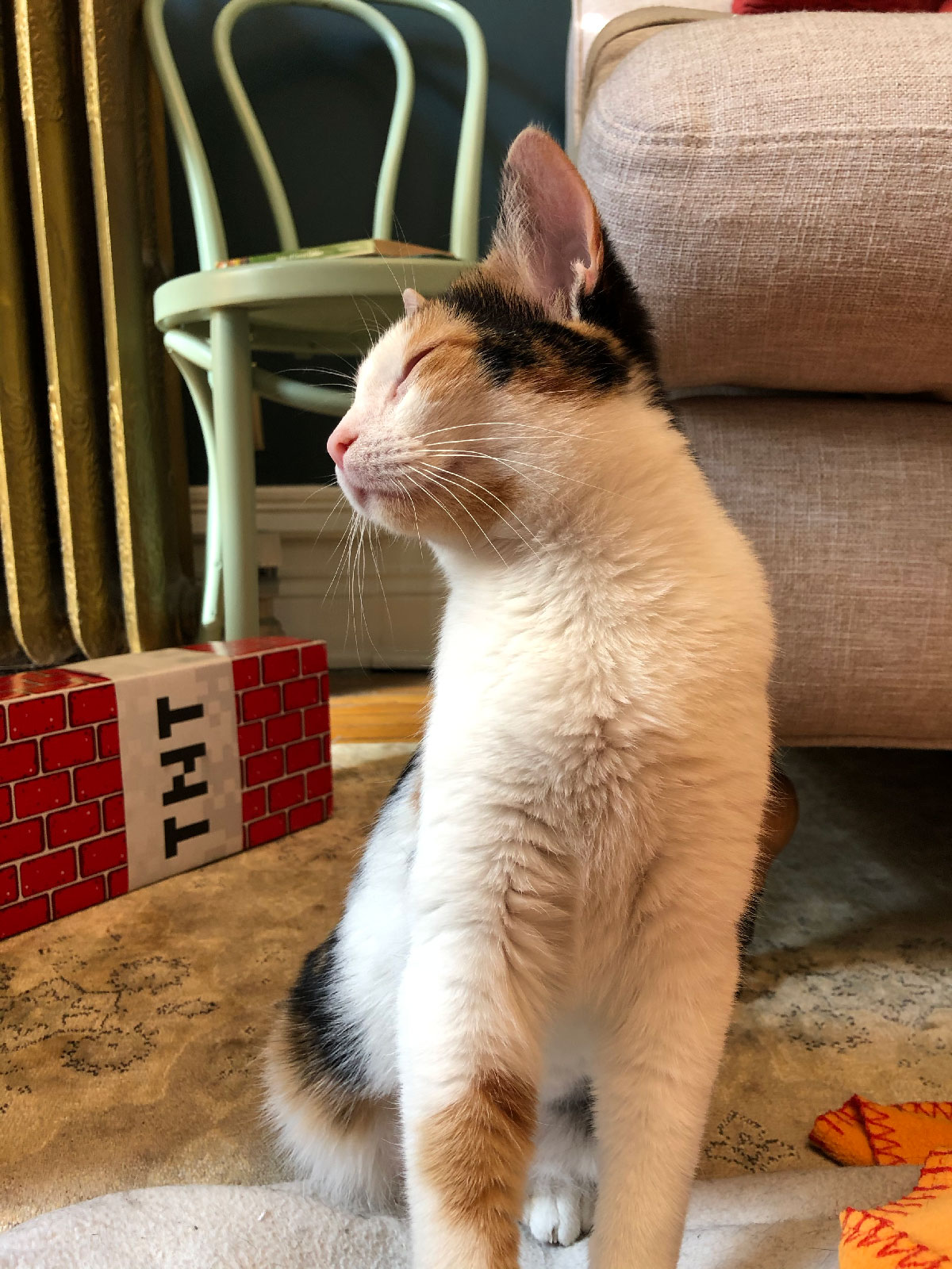 Birthdays and Foster Cats