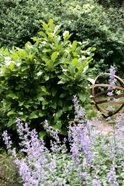 Ann Magnolia and Catmint with Garden Sphere Sculpture | Making it Lovely