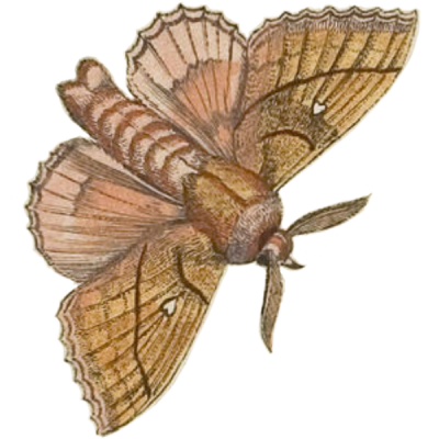 moth
