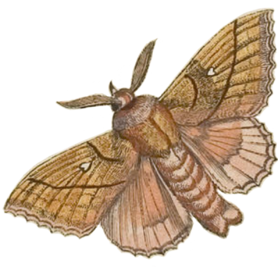 moth