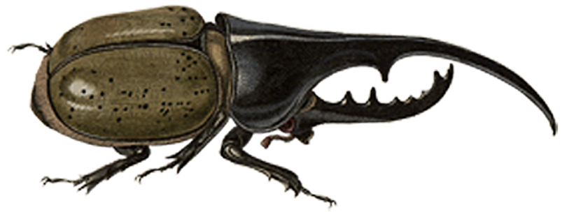 Hercules Beetle