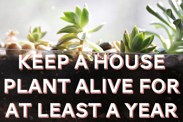 Keep a House Plant Alive for At Least a Year