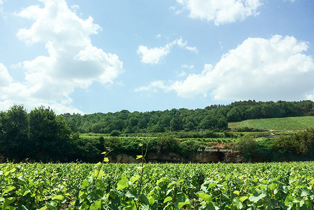 Burgundy Vineyards Near Dijon, France