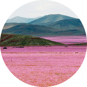 Pink Flowers Bloom in a Chilean Desert