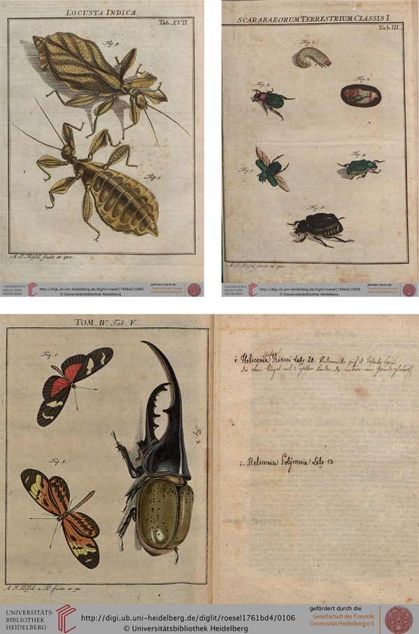 DIY Huge Insect Illustration Art (Free Download) - Making it Lovely