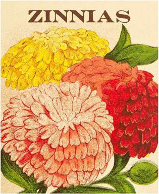 USPS Vintage Seed Packet Stamps - Zinnia