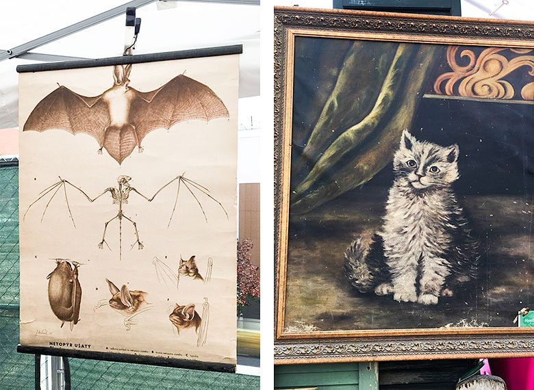 Bats and Cats