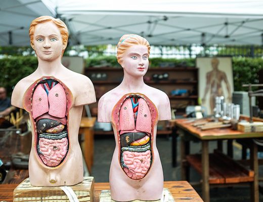 Vintage Anatomical Models