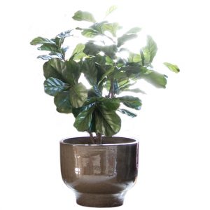 Ceramic Planter Pot with Fiddle Leaf Fig