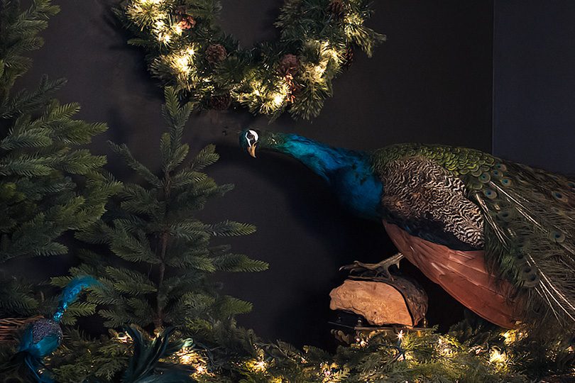 Christmas Peacock