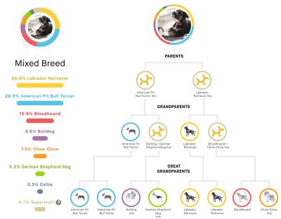 Embark Vet Dog DNA Results for Oscar Danger Balch