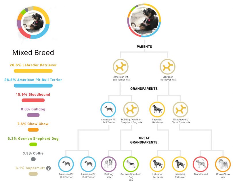 Embark Vet Dog DNA Results for Oscar Danger Balch