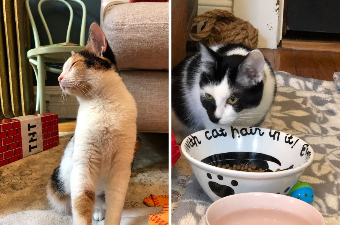 Birthdays and Foster Cats - Making it Lovely