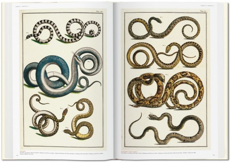 Snakes in Seba's Cabinet of Natural Curiosities Book (Taschen)